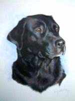 Labrador